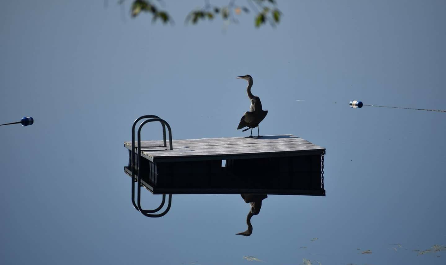 Birds on the Lake