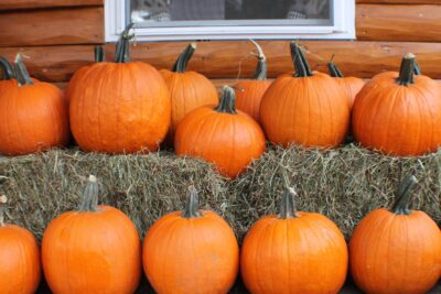 Assortment of pumpkins on hay bales in front of a wooden wall.