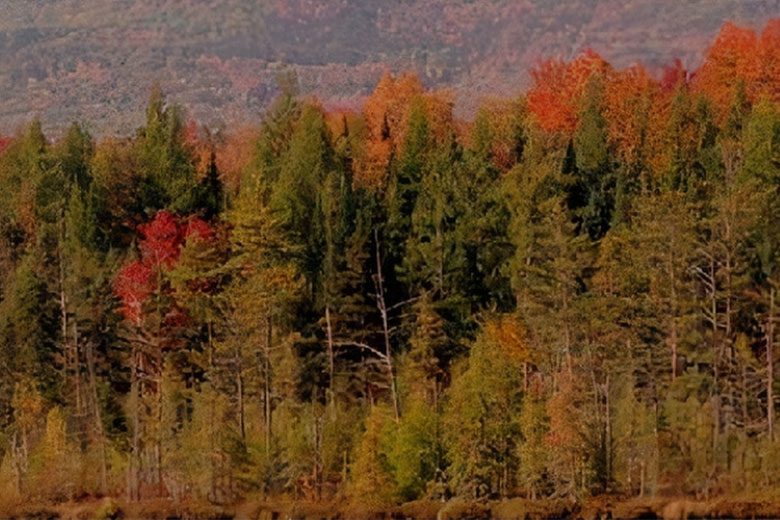 Dense forest with trees showing autumn colors of green, red, and orange.